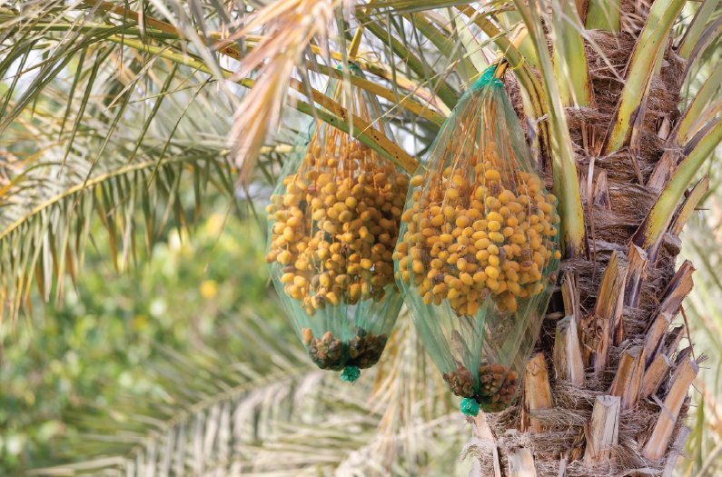 Fresh dates growing on palm trees at a local farm